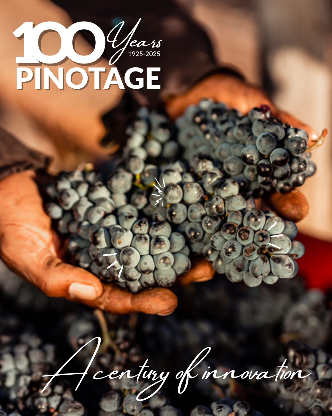 Pinotage 100 Jaar: De Zuid-Afrikaanse Original die je (opnieuw) moet proeven